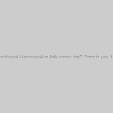 Image of Recombinant Haemophilus Influenzae trpB Protein (aa 1-398)